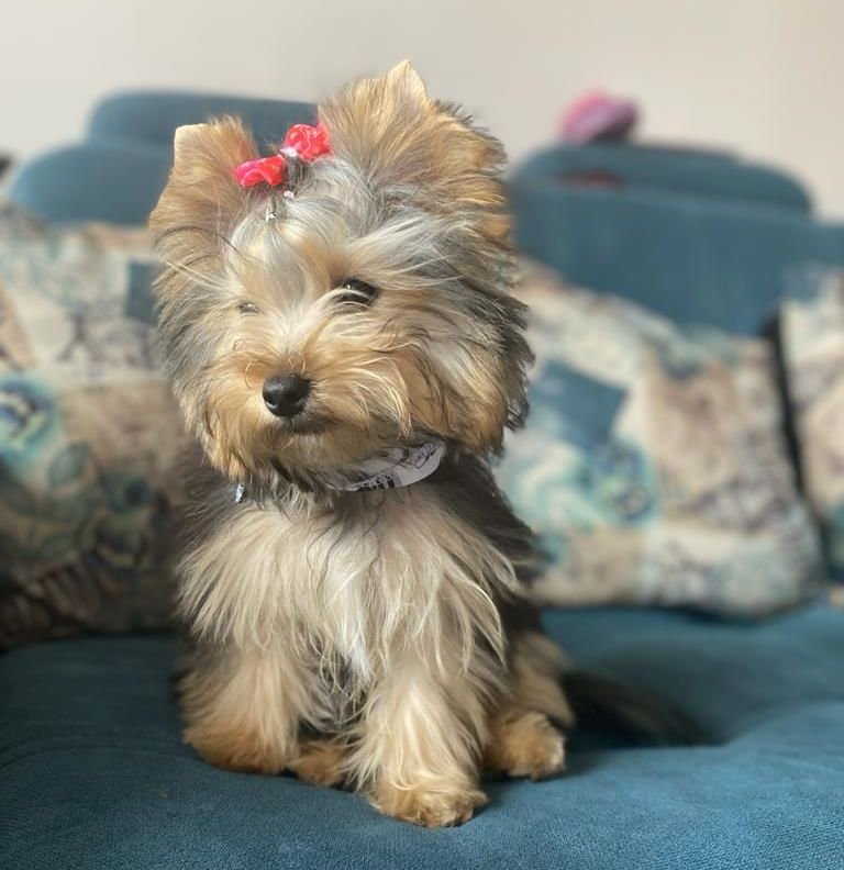 Yorkshire Terrier puppy on teal couch